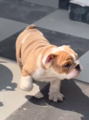 Buy Vaccinated  English bulldog Puppy from Ahmedabad